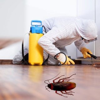 Pest Control Solutions by CSL 3